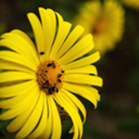 Blumen